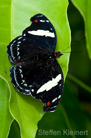 172 Feinschmecker - Catonephele numila